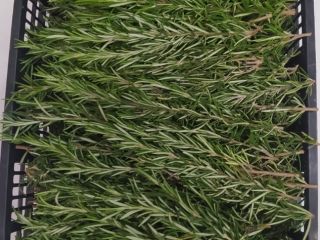 Our organic rosemary is grown in the countryside of