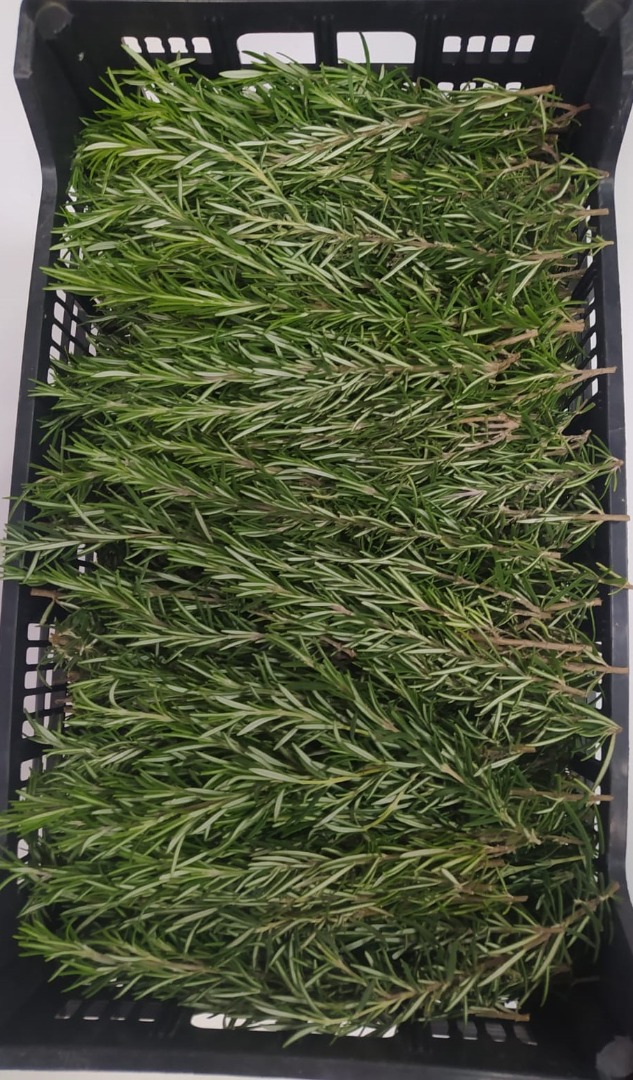 Our organic rosemary is grown in the countryside of Western Sicily, in the province of Trapani