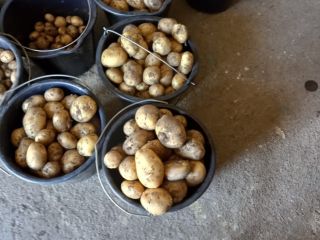 I am selling new potatoes, Reviera, Packed on request.