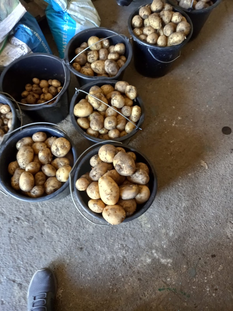 I am selling new potatoes, Reviera, Packed on request