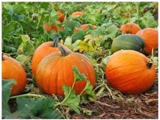 Organically grown pumpkins