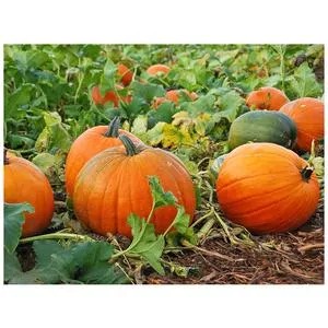 Organically grown pumpkins