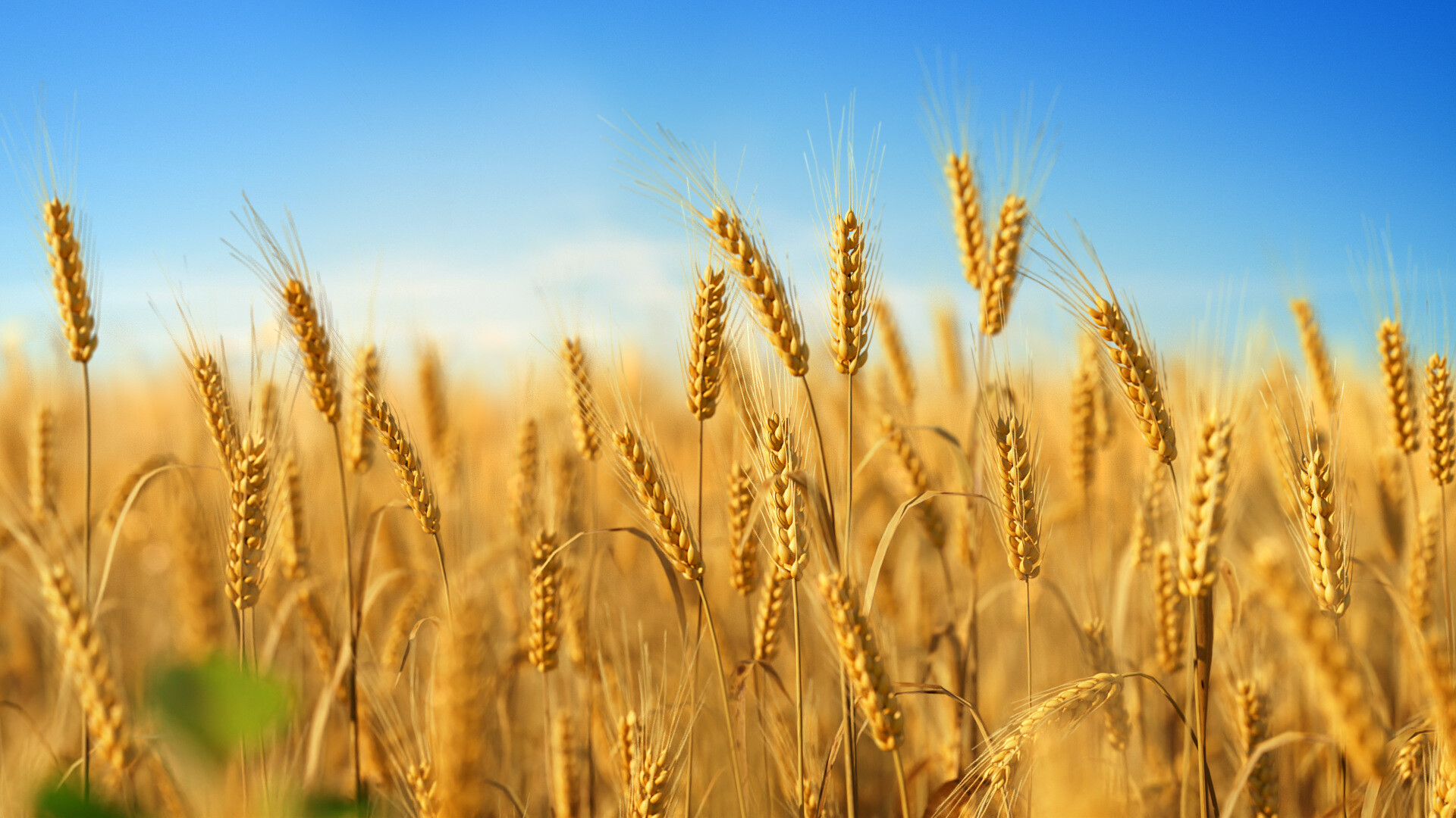 2023-2028 DELIVERY - THIS IS THE PRICE OF PRODUCTION - YOU CAN HAVE IT FIXED FOR 5 TO 15 YEARS - 1 MT CIF PRICE - WHEAT GRAIN - 222 USD - WHEAT FLOUR - 326 USD