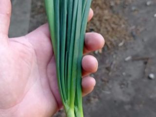 I will sell chives (finger) per kilo