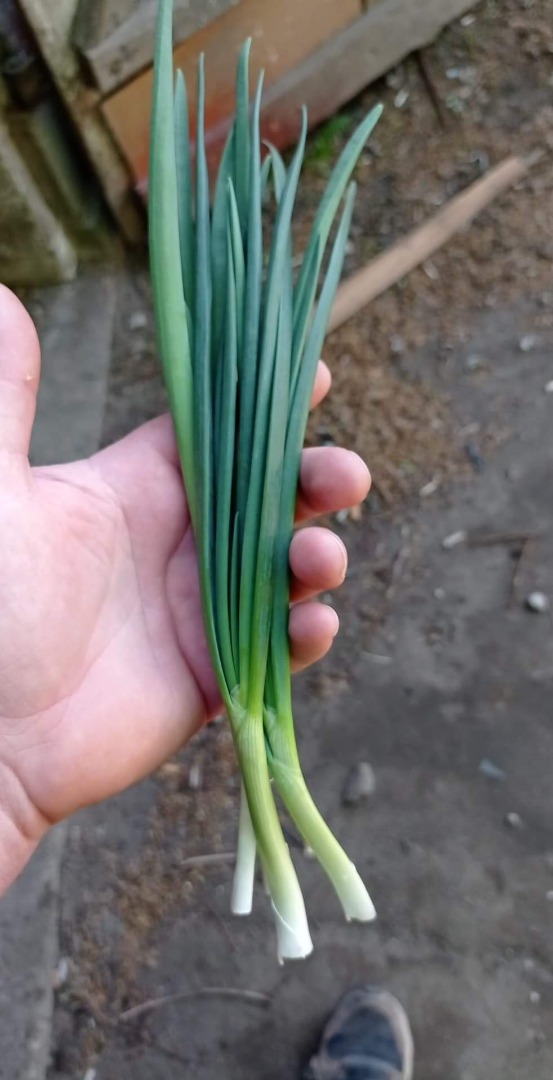I will sell chives (finger) per kilo