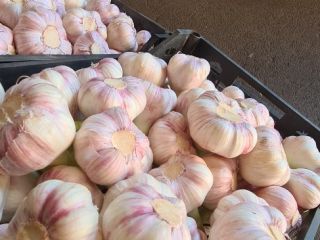 Fresh garlic from Egypt.