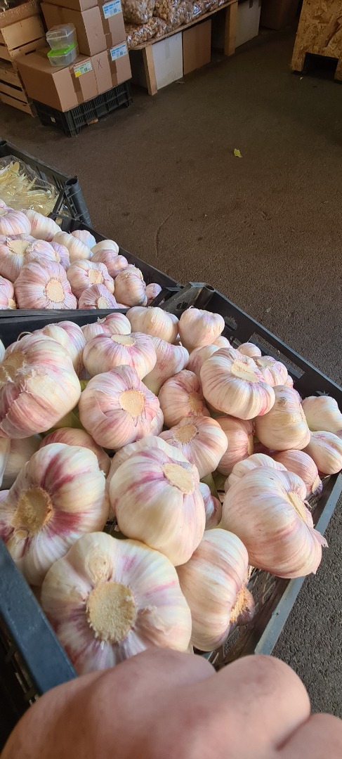 Fresh garlic from Egypt