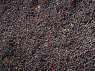 Goods: Sunflower seeds (HS code 12 06 00) Origin:Ukrainian