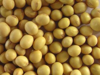 W e offer Premium Quality Non-GMO Soybean Seeds. We