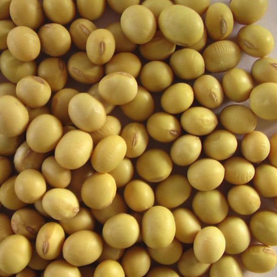 W e offer Premium Quality Non-GMO Soybean Seeds