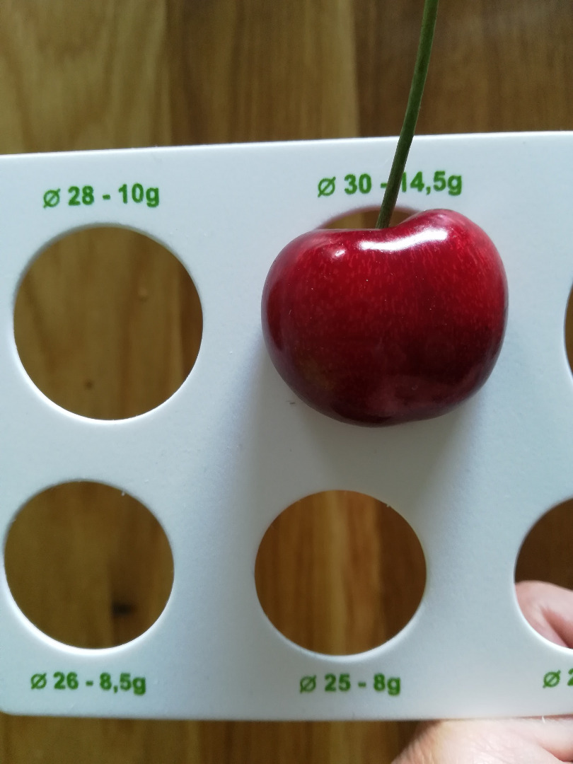 I will cooperate with the recipients of cherries: - BURLAT - SUMMIT -TECHLOVAN -CHRISTIANA -JUSTYNA -TAMARA -SYLVIA - FABIOLA -KORDIA -IRENA -REGINA Size from