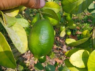Seed less fresh lemon from Bangladesh 10 to 15