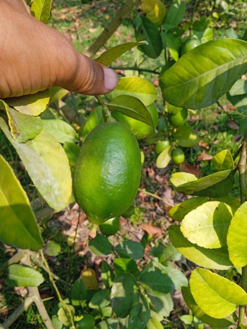 Seed less fresh lemon from Bangladesh 10 to 15 pcs in 1kg