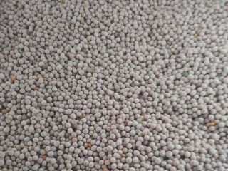 Our company is ready to offer supplies of pea