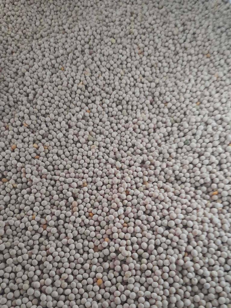 Our company is ready to offer supplies of pea seeds for fodder and technical purposes