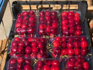 I will sell a cherry, size 26+, Burlat variety