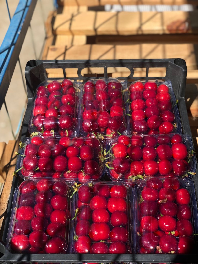 I will sell cherries, size 26 mm +
