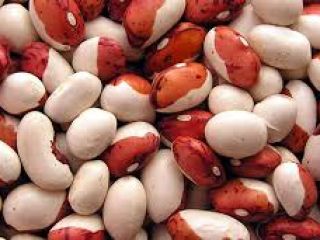 Beans for processing. I will buy beans of all