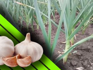 Furculesti Organic Farm offers garlic grown in an ecological