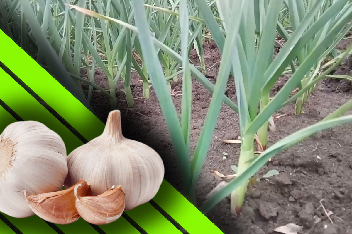 Furculesti Organic Farm offers garlic grown in an ecological and certified system