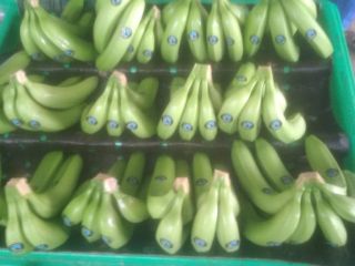 I am selling Ecuadorian premium premium Cavendish bananas on