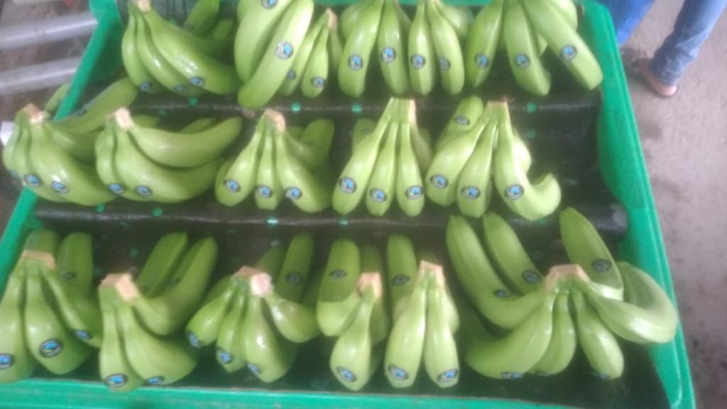 I am selling Ecuadorian premium premium Cavendish bananas on the spot ...