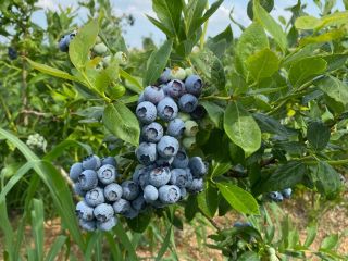 Hello! I am looking for buyers of American blueberries