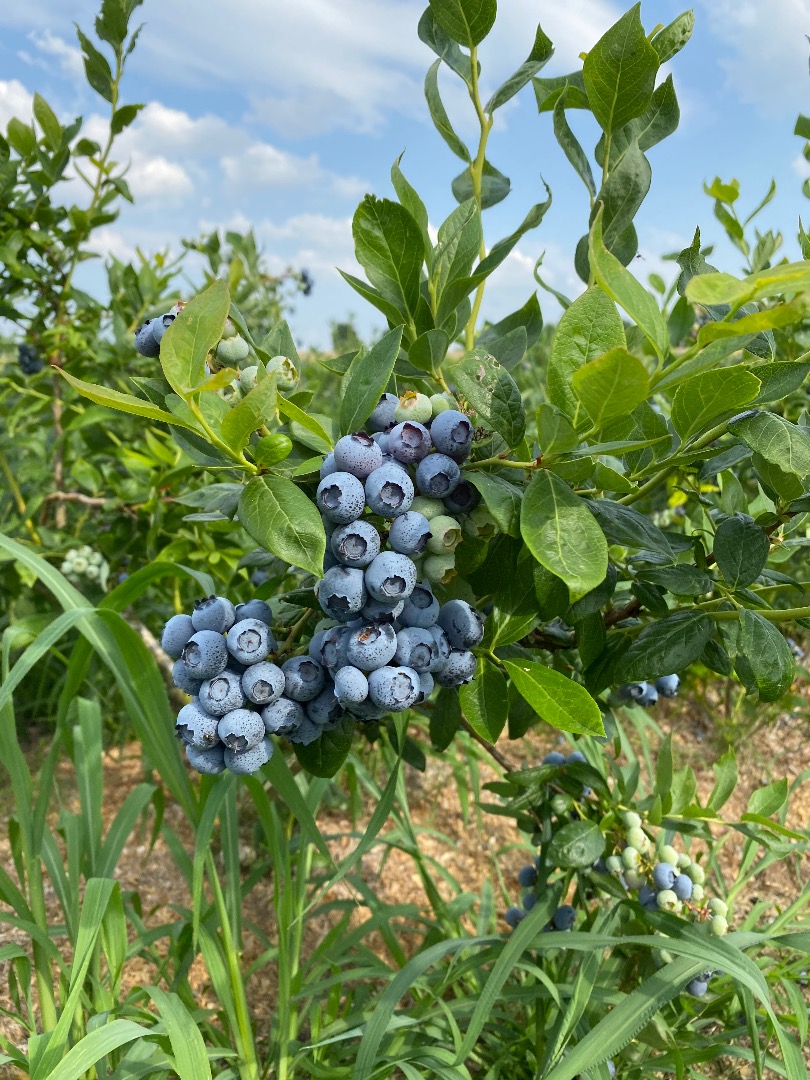 Hello! I am looking for buyers of American blueberries fresh from their own crops