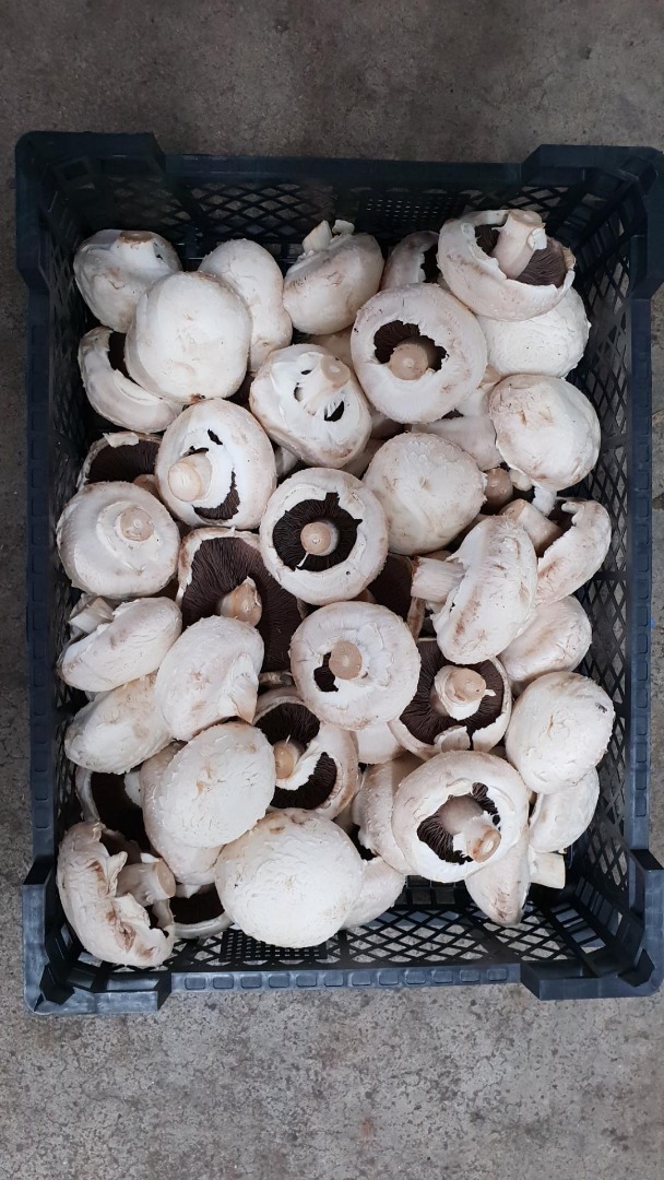 I will sell the PW mushroom about 2ton