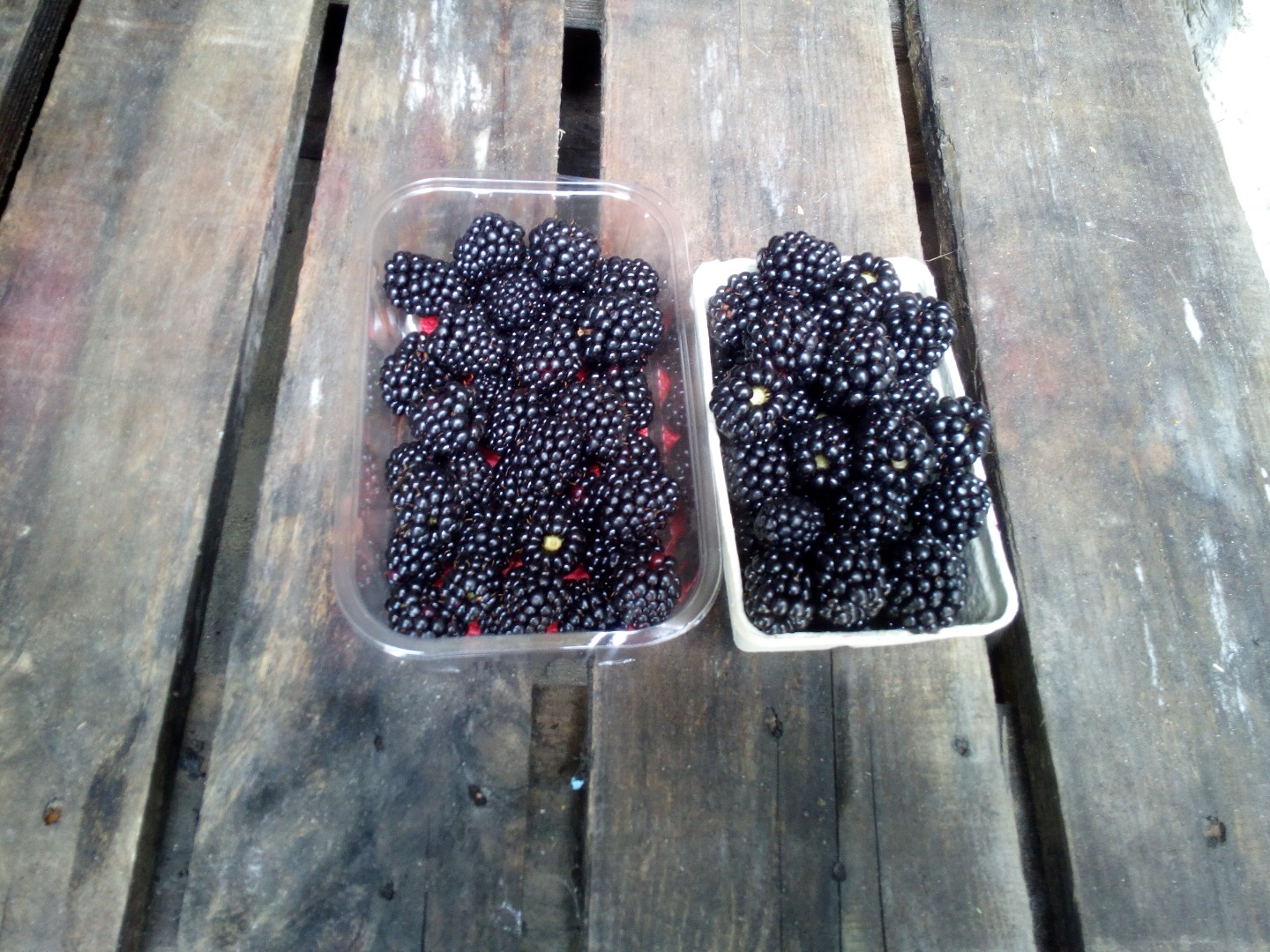Sell ​​blackberry dessert thonfre variety price and preparation method to be agreed (very good for transport)