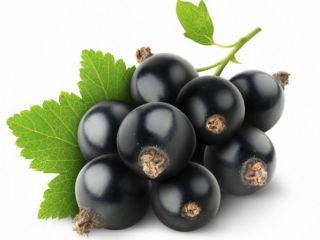 Good morning, I will sell a nice, large chokeberry