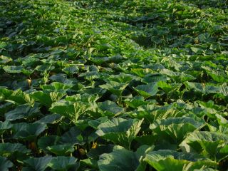 Organic Hokkaido pumpkin (Uchiki Kuri Red). Wholesale quantities. Negotiated