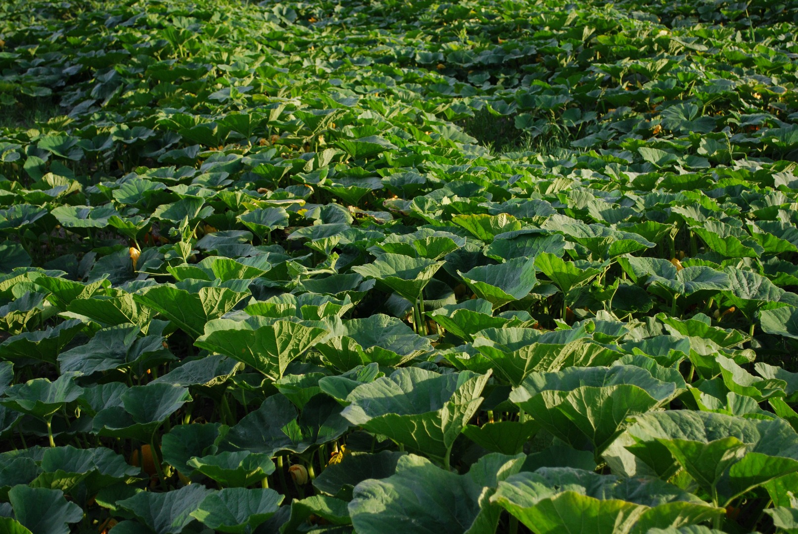 Organic Hokkaido pumpkin (Uchiki Kuri Red)