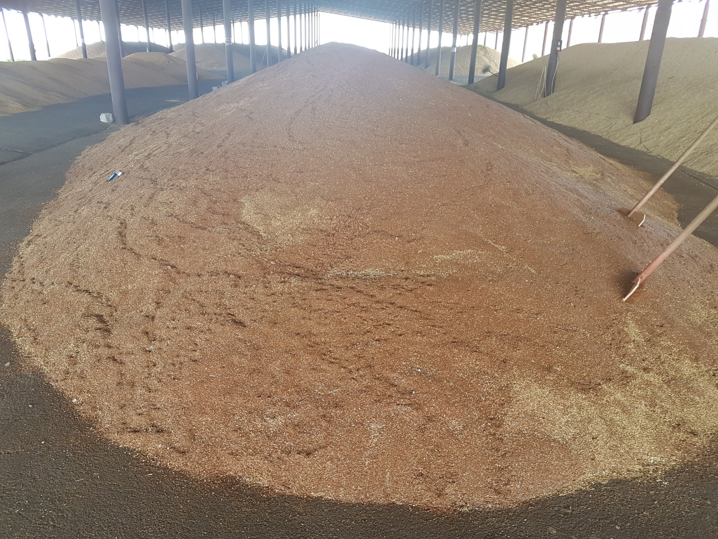 I will sell flax, coriander, white mustard, oat, peas
