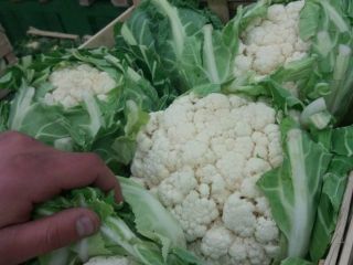I will sell the last 2,500 pieces of cauliflower.
