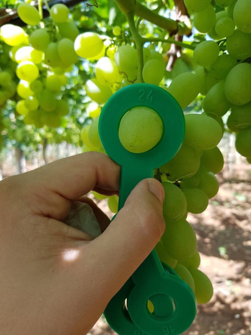 I will sell grapes, country of origin Greece, packaging box 7 kg