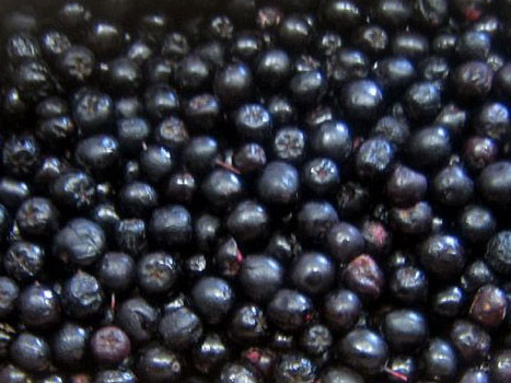 I will sell chokeberry fruits from conventional and transitional crops