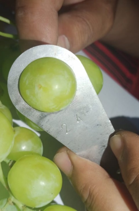 We have a very nice and fresh green and red grapes ready to be delivered to any buyer that wants it,, if you're interested in purchasing our fresh grapes