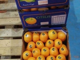 We have Lemon, Lime, citrus in stock, up to