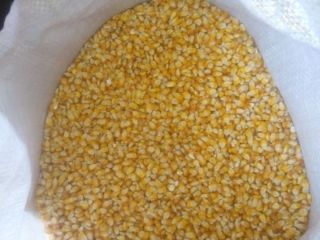 I am selling good quality Maisadour V37 corn /