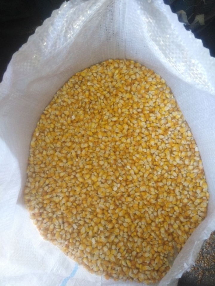 I am selling good quality Maisadour V37 corn / grain