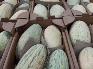 Sweet ecologic melons from Uzbekistan. Export time : From