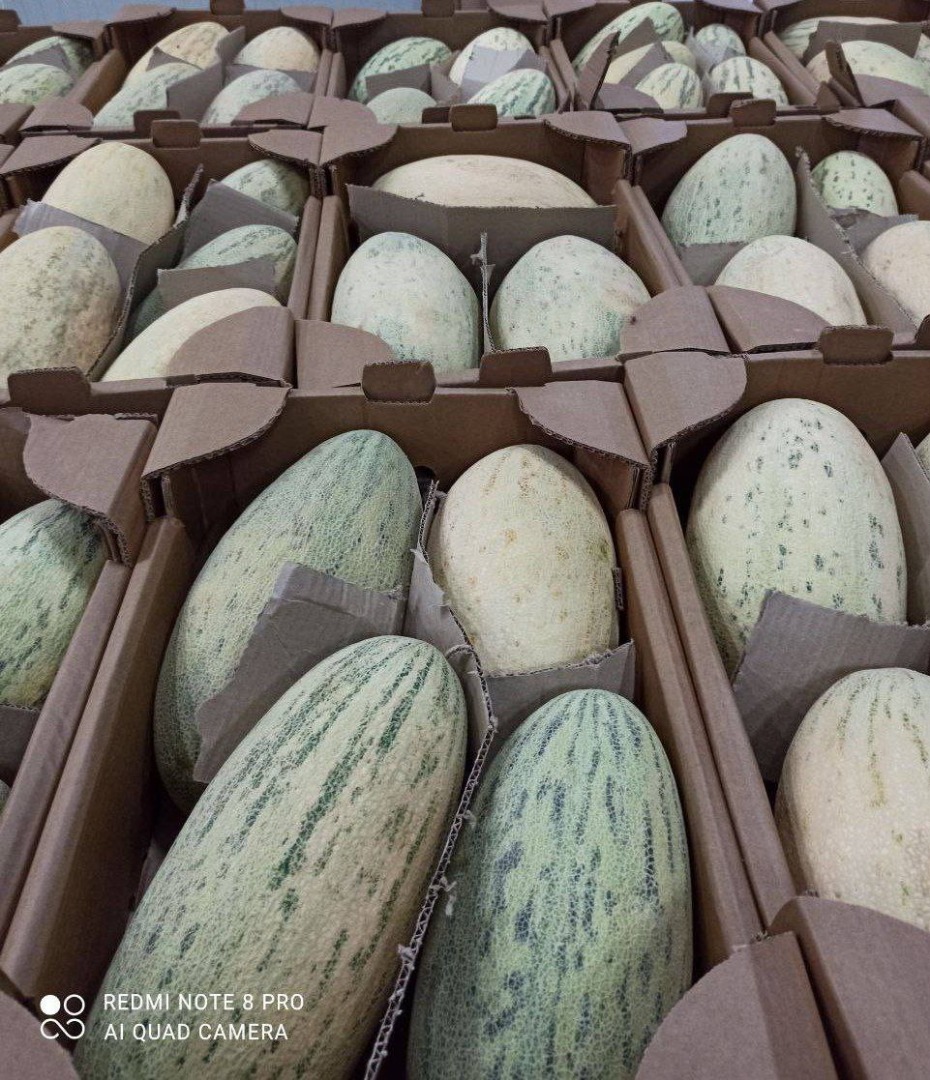 Sweet ecologic melons from Uzbekistan