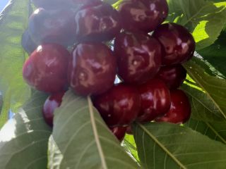 Our rain fed cherries are grown on altitudes between