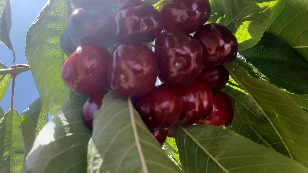 Our rain fed cherries are grown on altitudes between 1400 and 2400 m