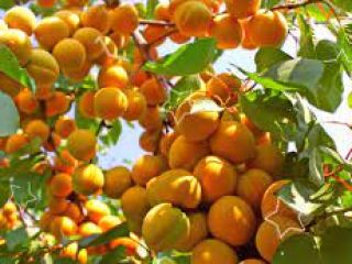 Issyk Kul "red-cheeked" apricots. Apart from fresh consumption, apricots