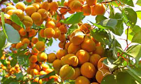 Issyk Kul "red-cheeked" apricots