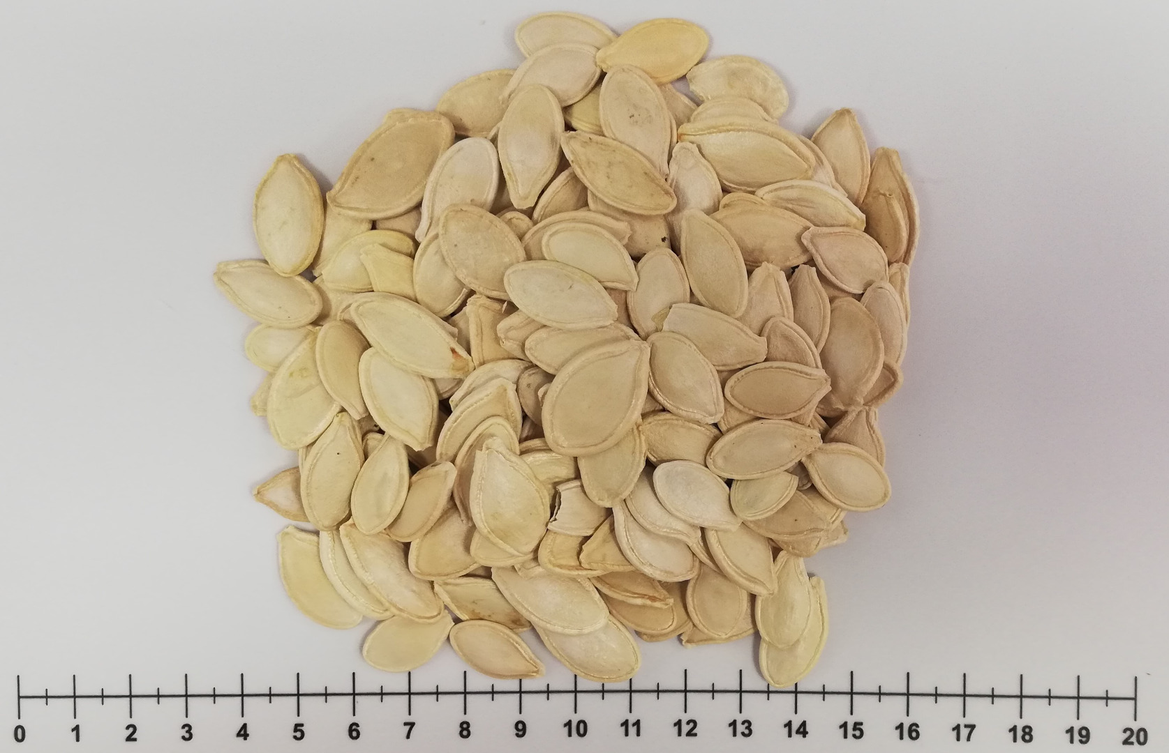 For sale - pumpkin seeds in shell Packaging: 25 kg bag (minimum order) Origin: UKRAINE / BULGARIA 12.50 PLN / kg - net price