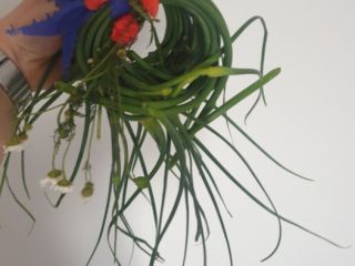 Harnaś winter garlic shoots for sale.