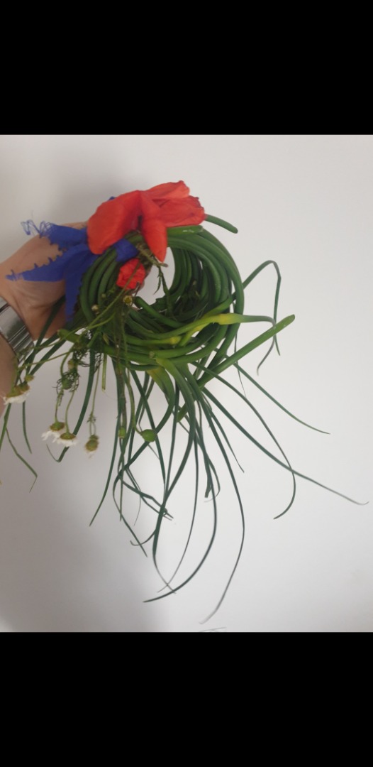Harnaś winter garlic shoots for sale